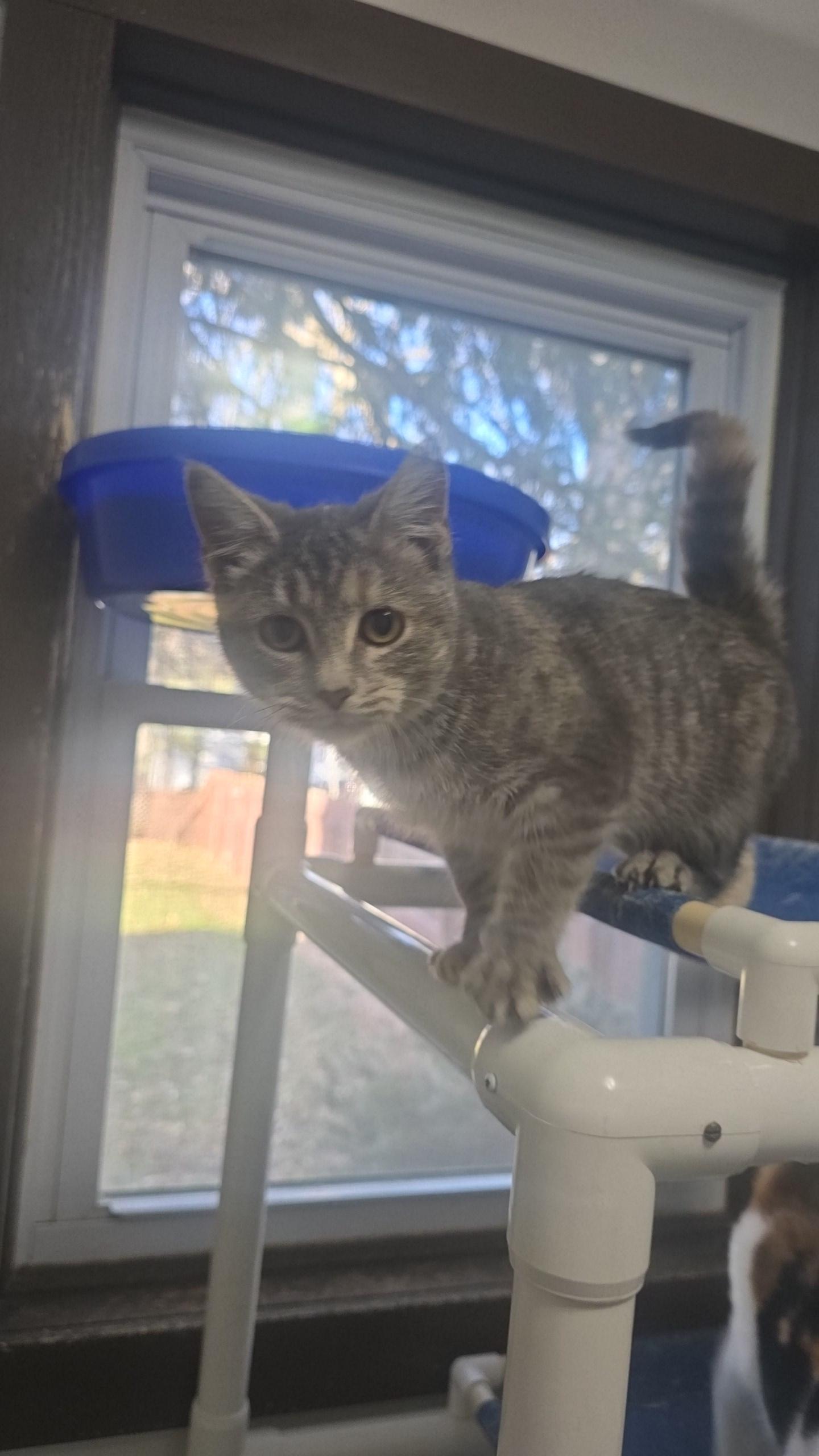 Enlarge Maggie, a Adoptable Domestic Short Hair in Iowa Falls, IA image 1/1