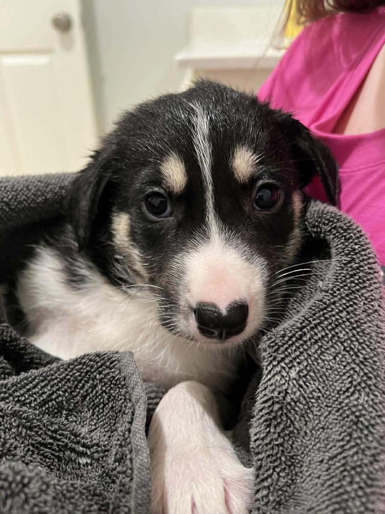 Enlarge Carter, a ADOPTABLE mixed breed in Commerce City, CO image 3/6