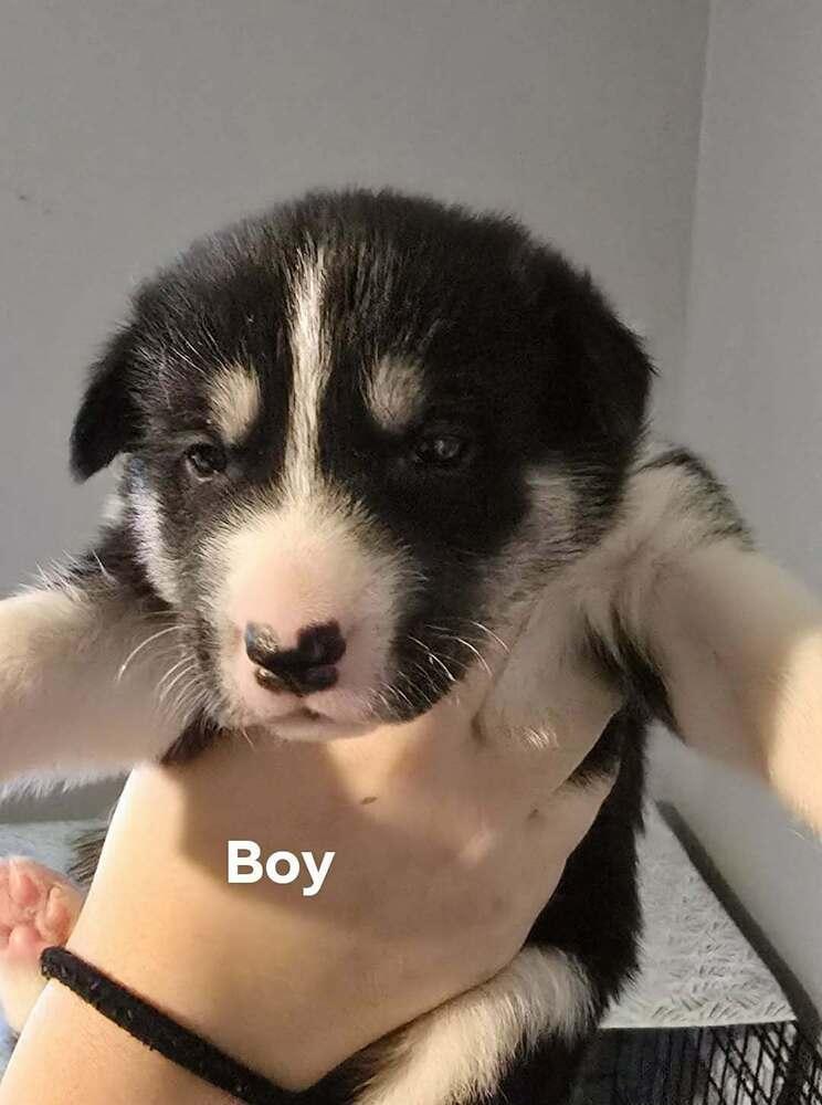 Enlarge Carter, a ADOPTABLE mixed breed in Commerce City, CO image 6/6