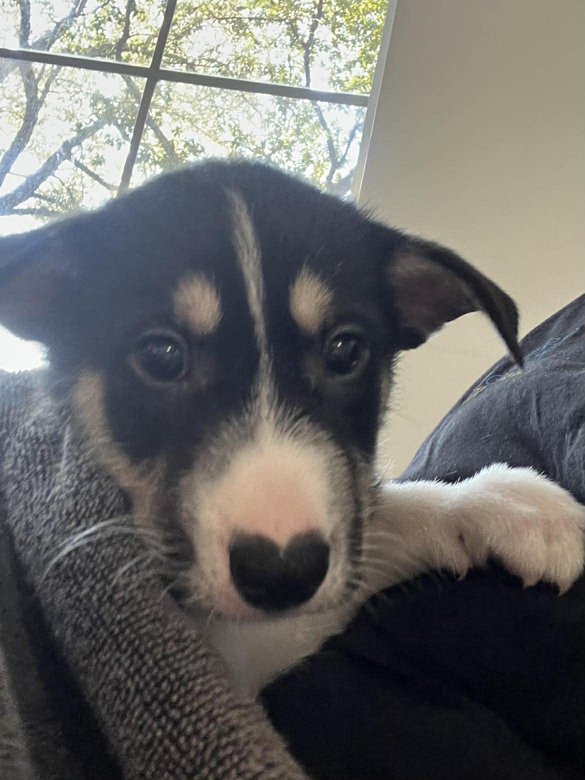 Enlarge Carter, a ADOPTABLE mixed breed in Commerce City, CO image 4/6