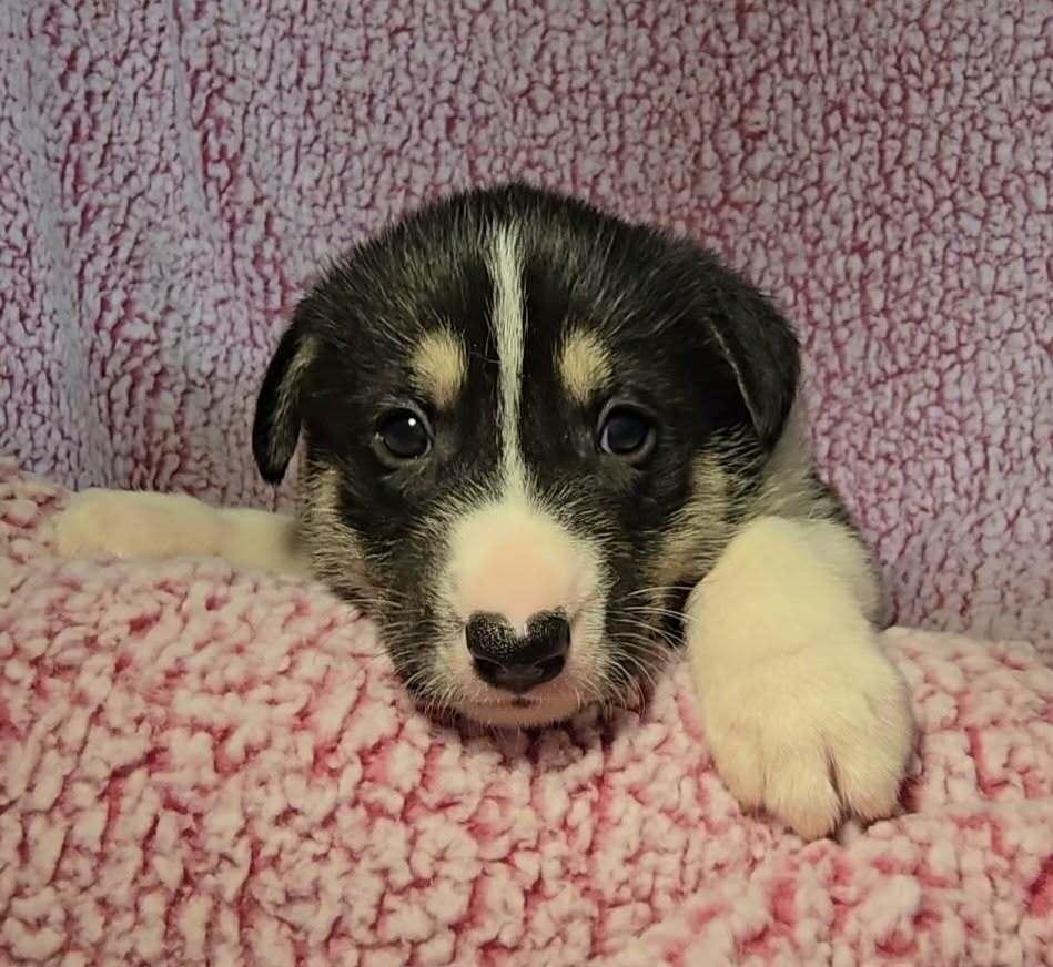 Enlarge Carter, a ADOPTABLE mixed breed in Commerce City, CO image 5/6