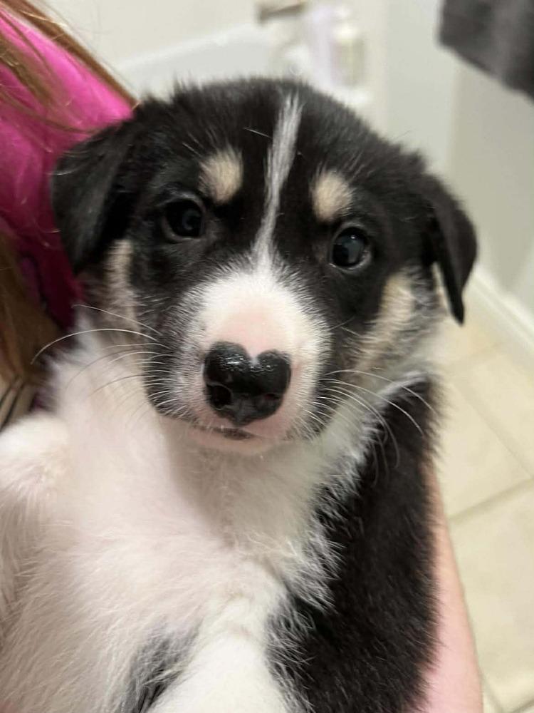 Enlarge Carter, a ADOPTABLE mixed breed in Commerce City, CO image 2/6