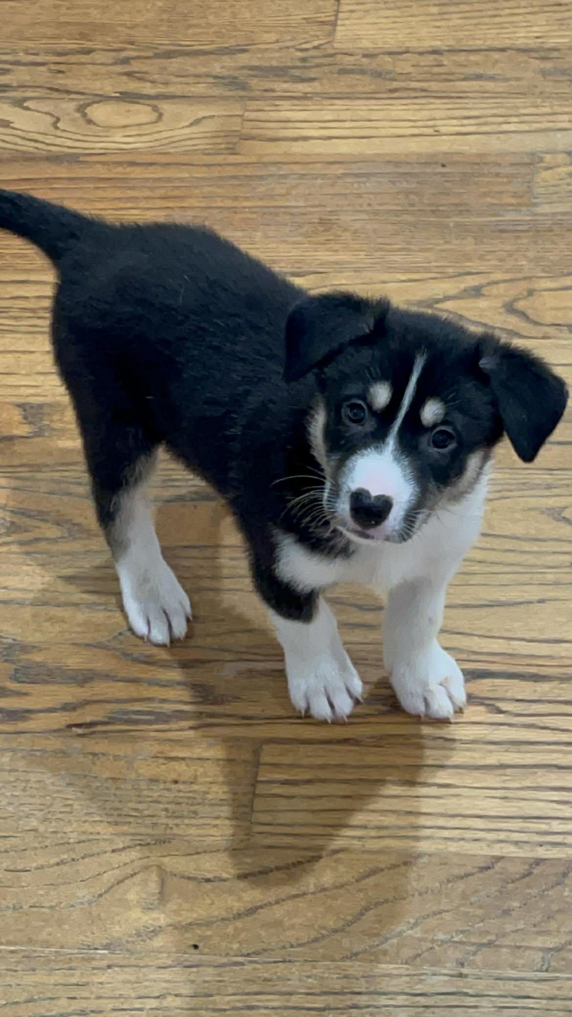 Carter, ADOPTABLE, Puppy Male Shepherd & Husky.