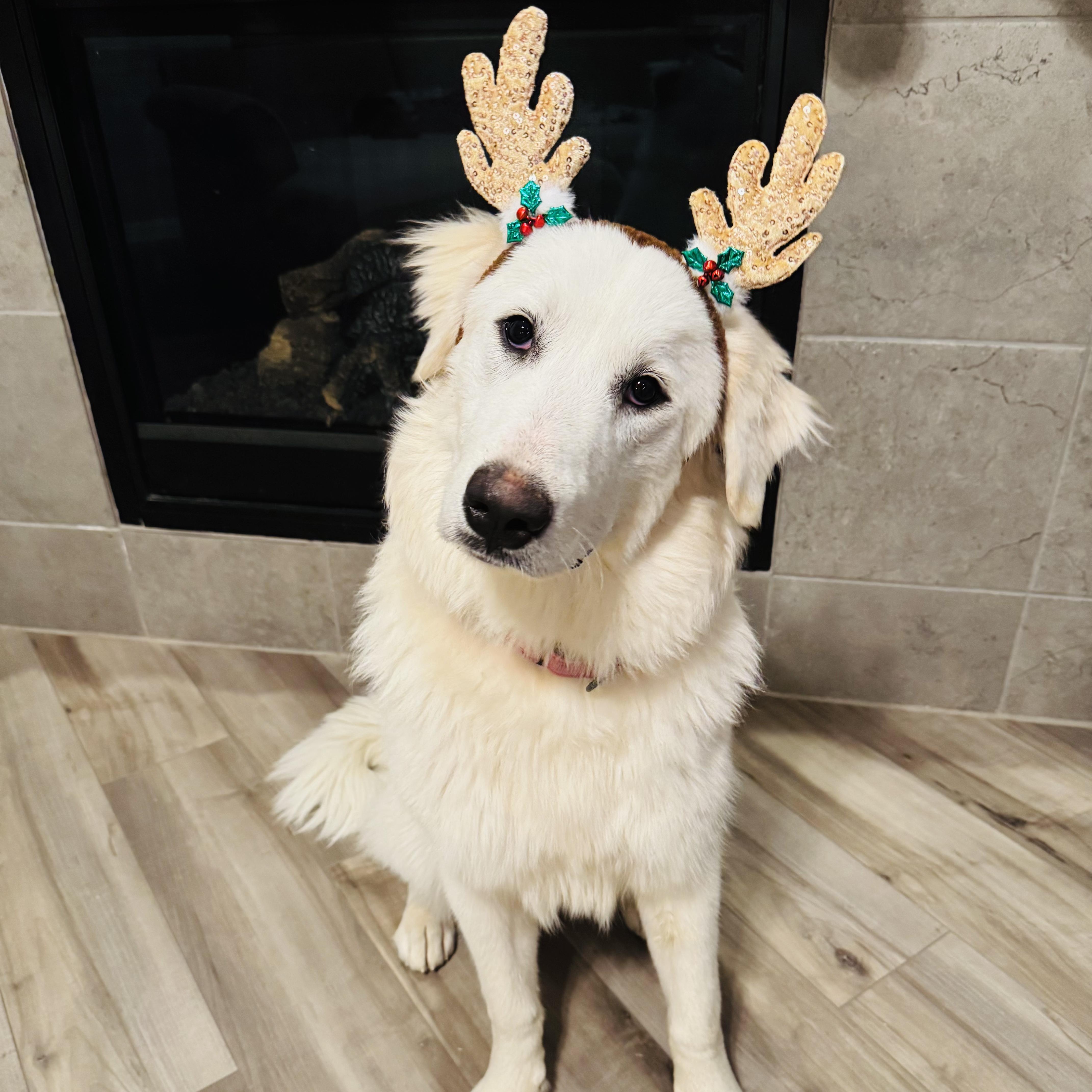 Enlarge Annie, a Adopted Great Pyrenees in Mansfield, TX image 5/5