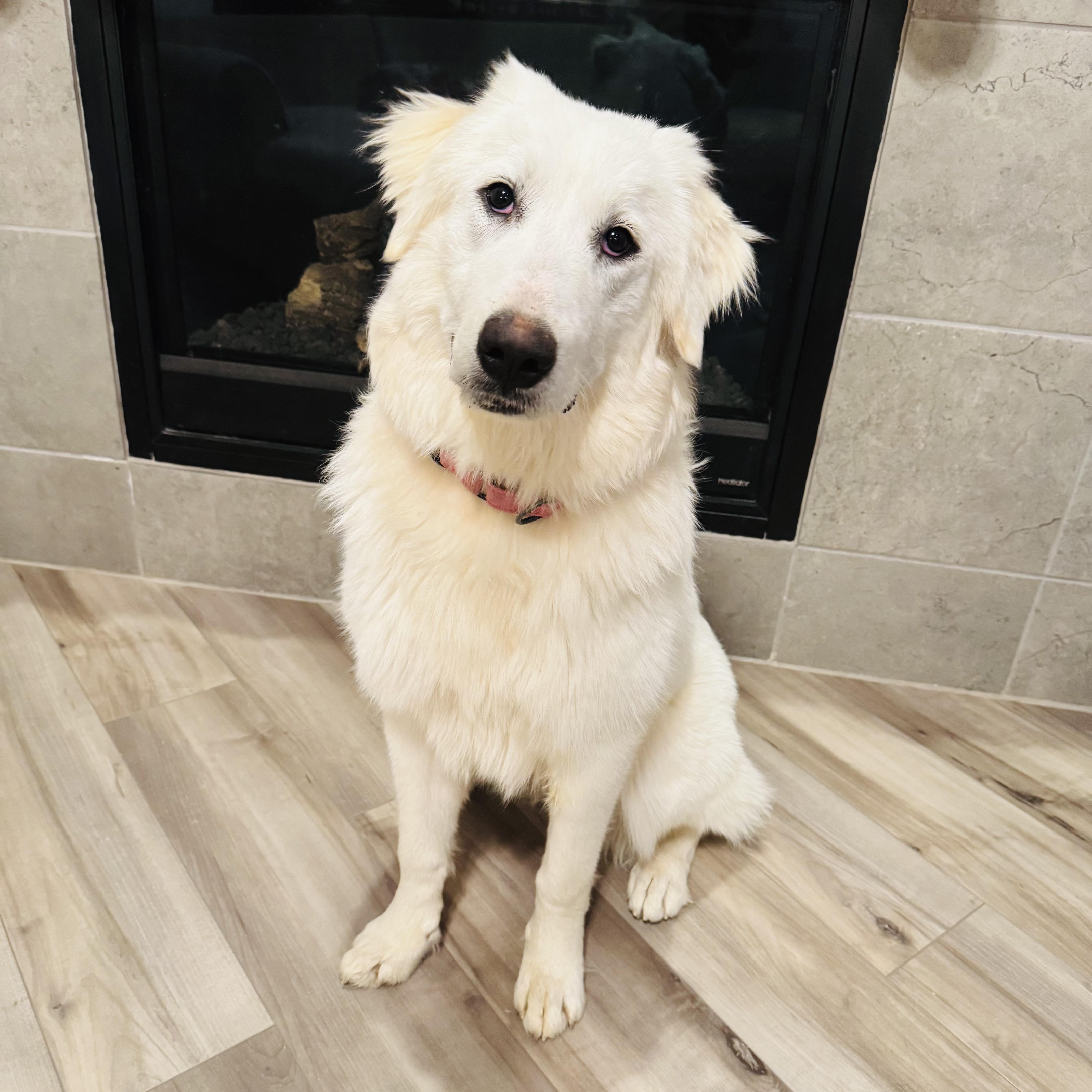 Enlarge Annie, a Adopted Great Pyrenees in Mansfield, TX image 3/5