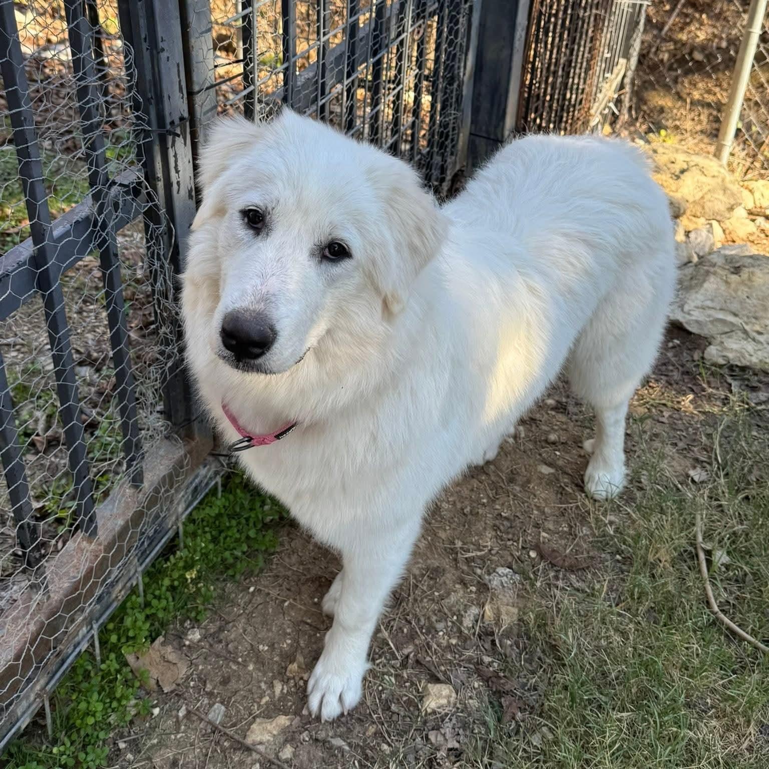 Enlarge Annie, a Adopted Great Pyrenees in Mansfield, TX image 4/5
