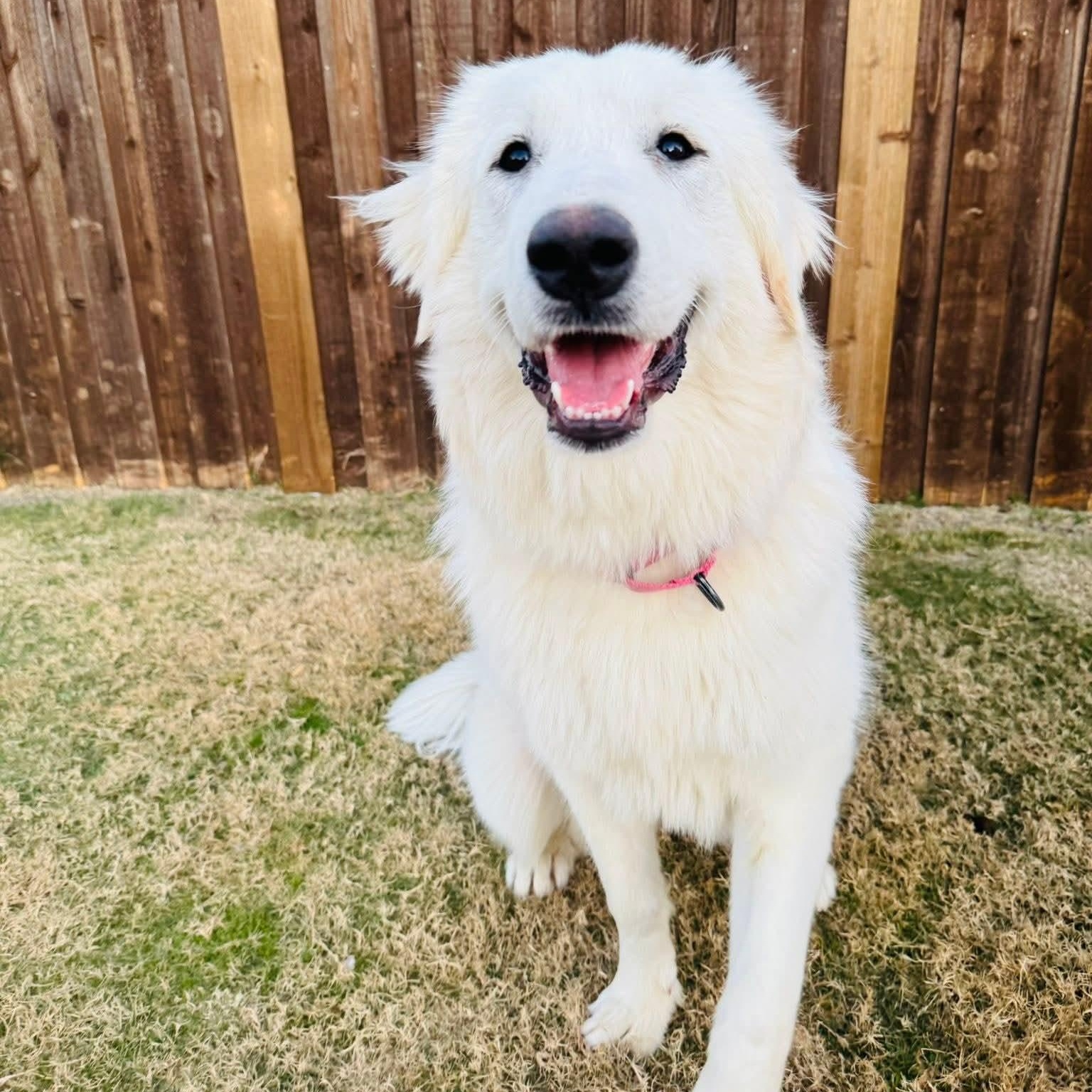 Enlarge Annie, a Adopted Great Pyrenees in Mansfield, TX image 2/5