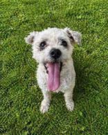 Enlarge Sugar, an adopted mixed breed in Cibolo, TX image 1/1