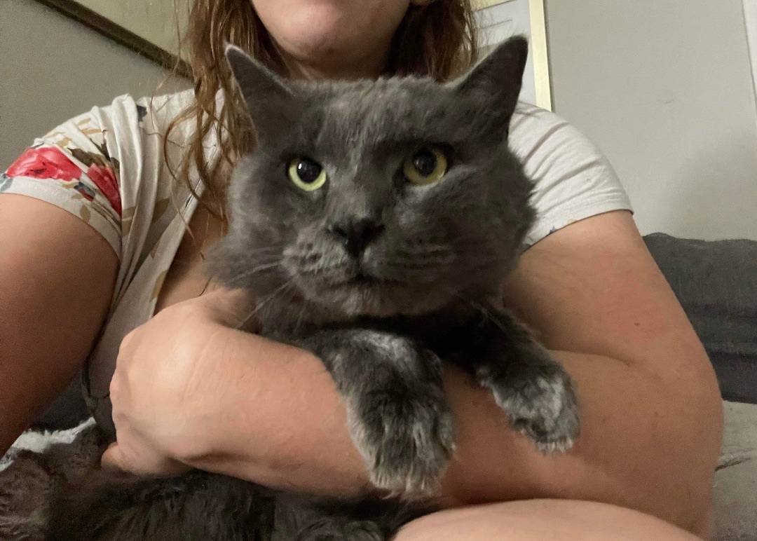 Falcor & Wolfie, a Adoptable Domestic Long Hair in Jacksonville, FL image 5/6