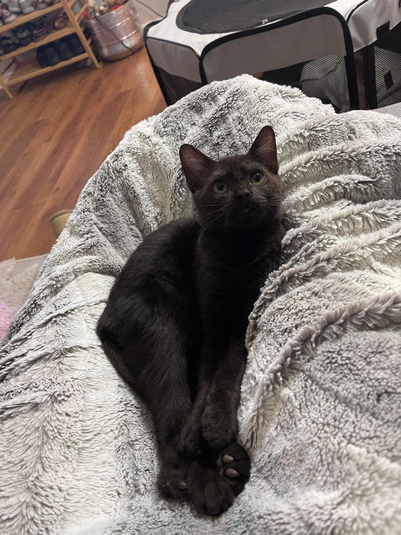 Falcor & Wolfie, a Adoptable Domestic Long Hair in Jacksonville, FL image 6/6