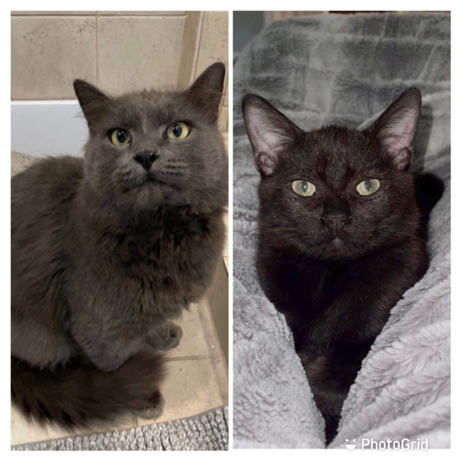 Falcor & Wolfie, a Adoptable Domestic Long Hair in Jacksonville, FL image 1/6