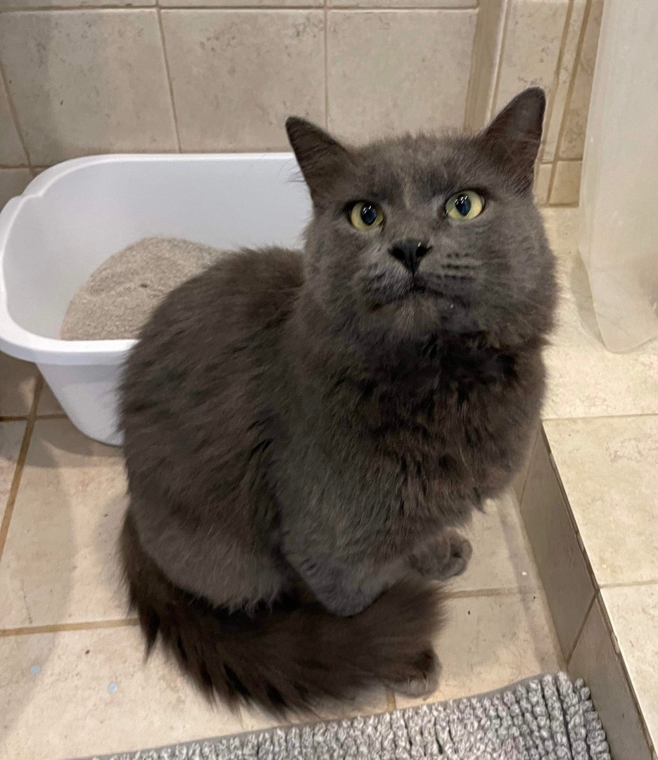 Falcor & Wolfie, a Adoptable Domestic Long Hair in Jacksonville, FL image 4/6