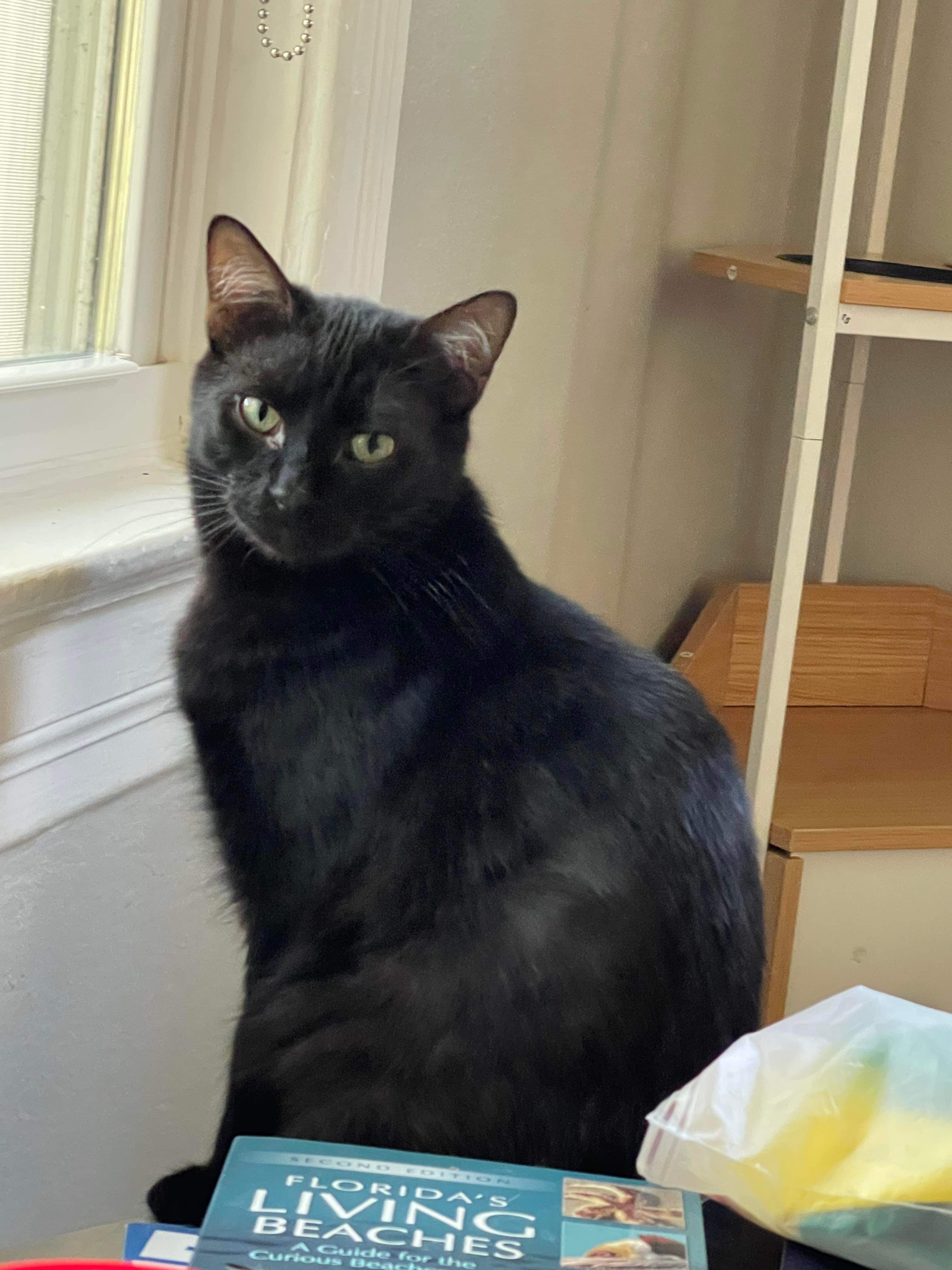 Falcor & Wolfie, a Adoptable Domestic Long Hair in Jacksonville, FL image 3/6