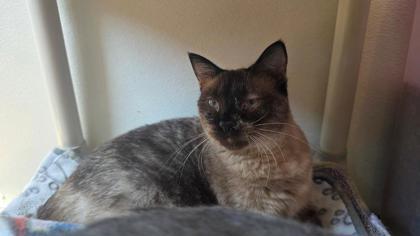 Sable, Adoptable, Adult Female Domestic Short Hair & Domestic Short Hair.