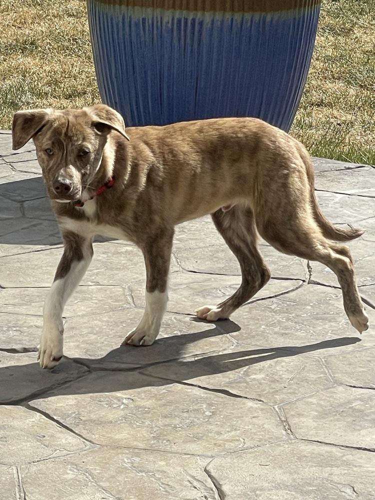 Poptart, Adoptable, Puppy Male Australian Cattle Dog / Blue Heeler & Chihuahua.