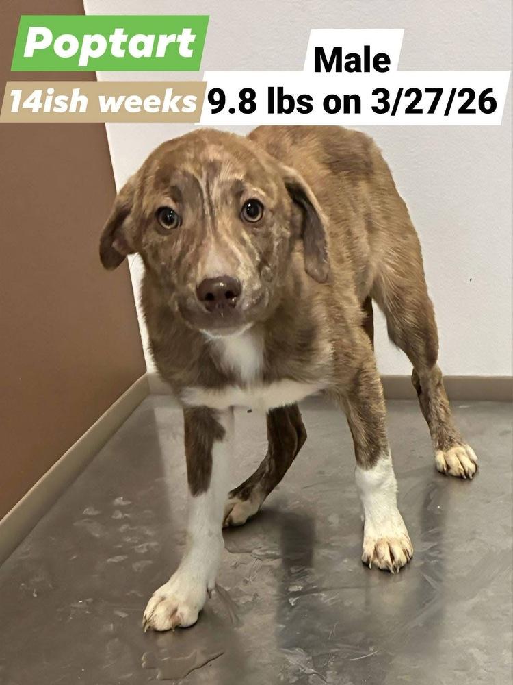 Enlarge Poptart, a Adoptable mixed breed in Lafayette, CO image 1/1