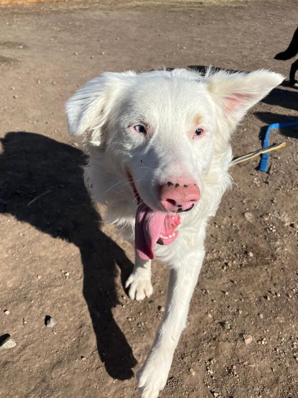 Enlarge Wilbur, a Adoptable mixed breed in Westminster, CO image 2/6