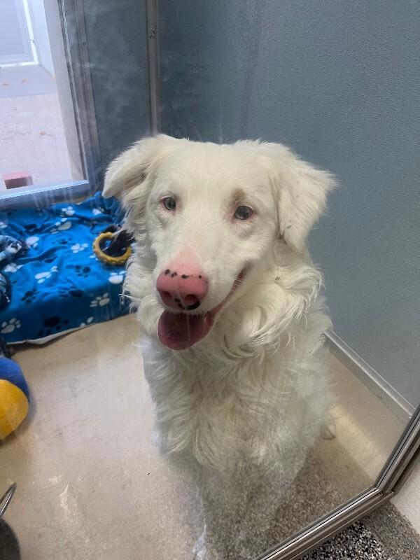 Enlarge Wilbur, a Adoptable mixed breed in Westminster, CO image 3/6