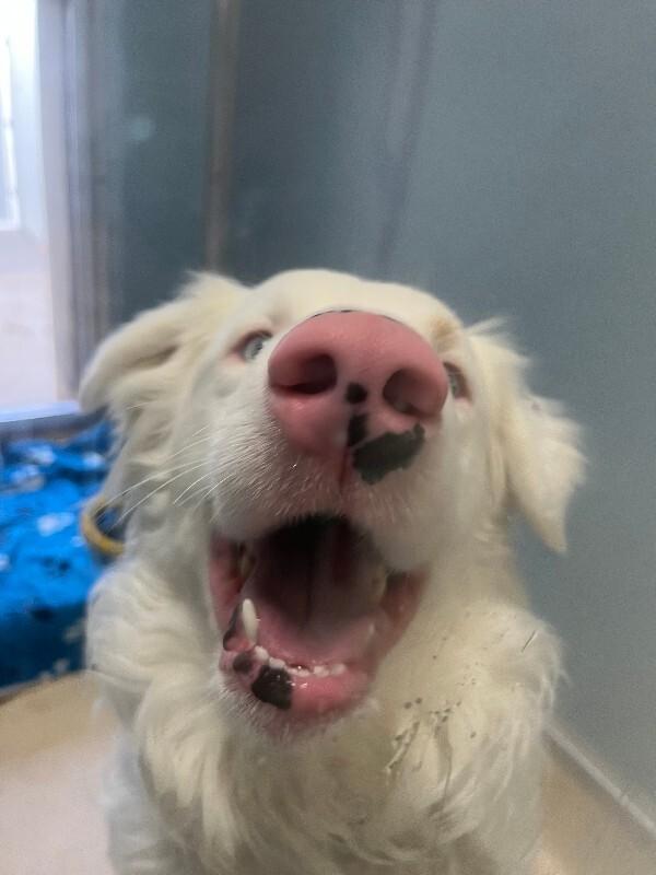 Enlarge Wilbur, a Adoptable mixed breed in Westminster, CO image 4/6