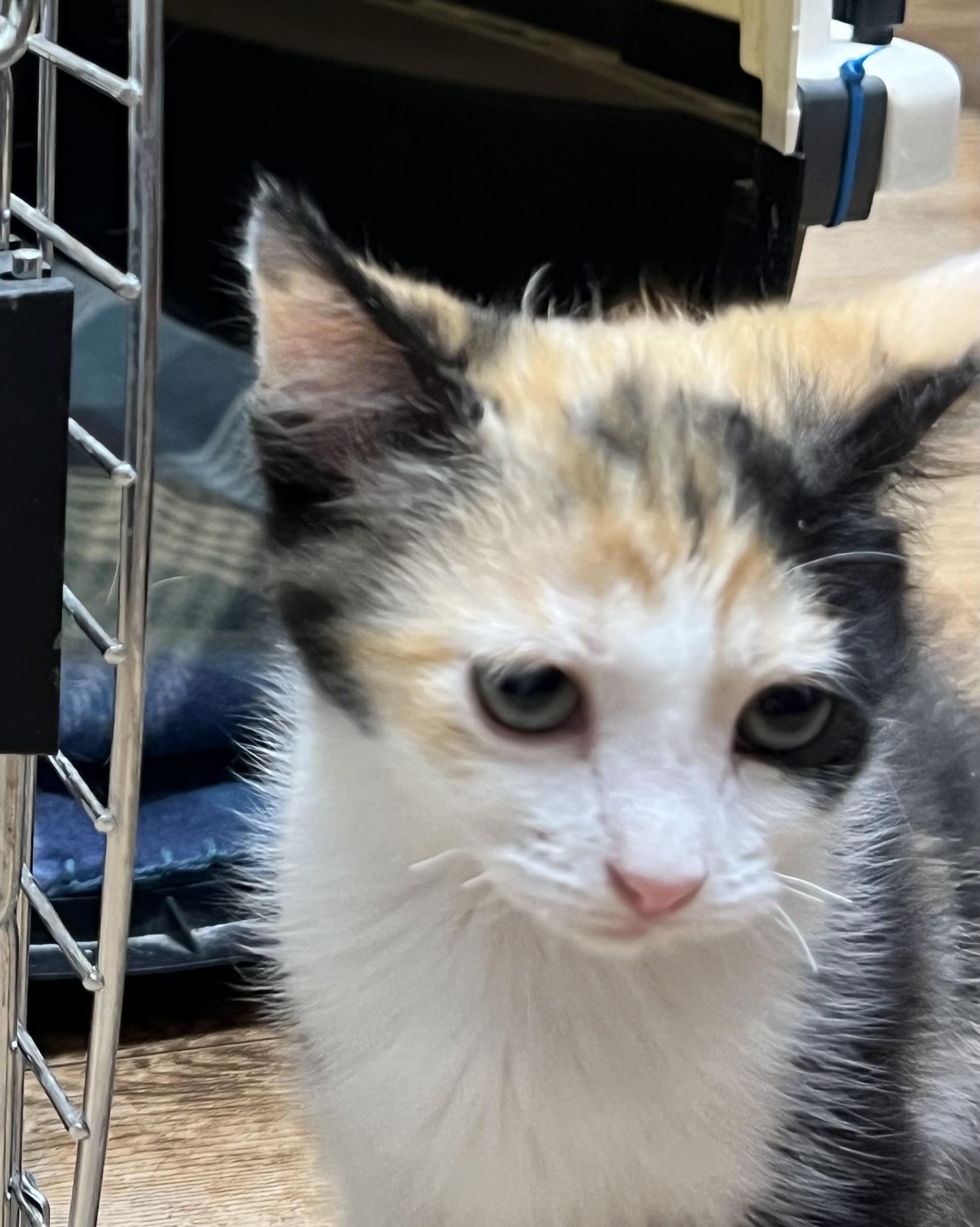 Enlarge Sadie, a Adoptable Domestic Short Hair in Johnson City, TN image 1/1