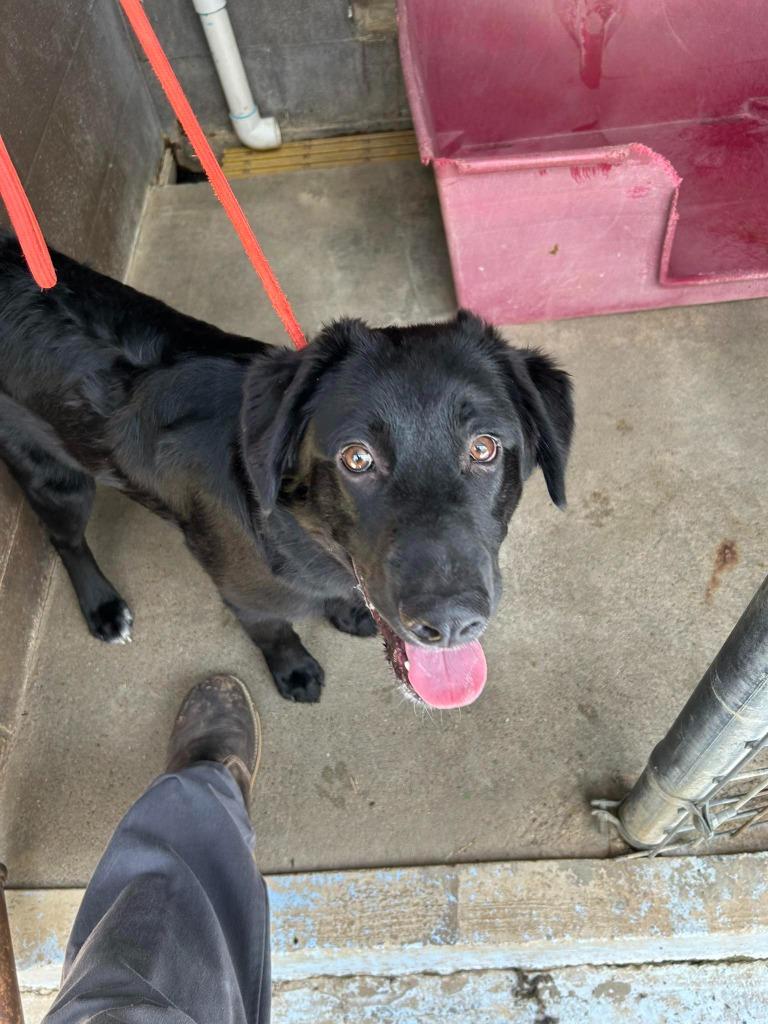 Marcus, Adoptable, Young Male Australian Shepherd & Labrador Retriever.