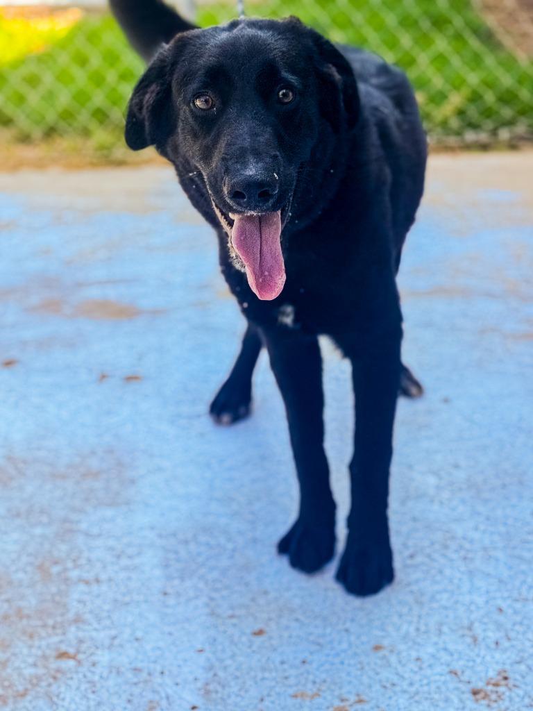 Enlarge Marcus, a Adoptable mixed breed in Russellville, KY image 2/3