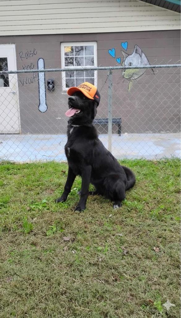 Enlarge Marcus, a Adoptable mixed breed in Russellville, KY image 3/3