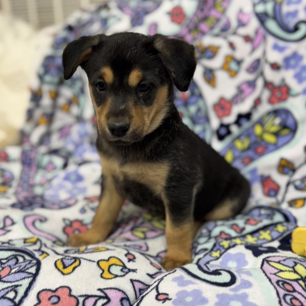 Enlarge Aynsley, a Adoptable mixed breed in Pinson, TN image 1/6