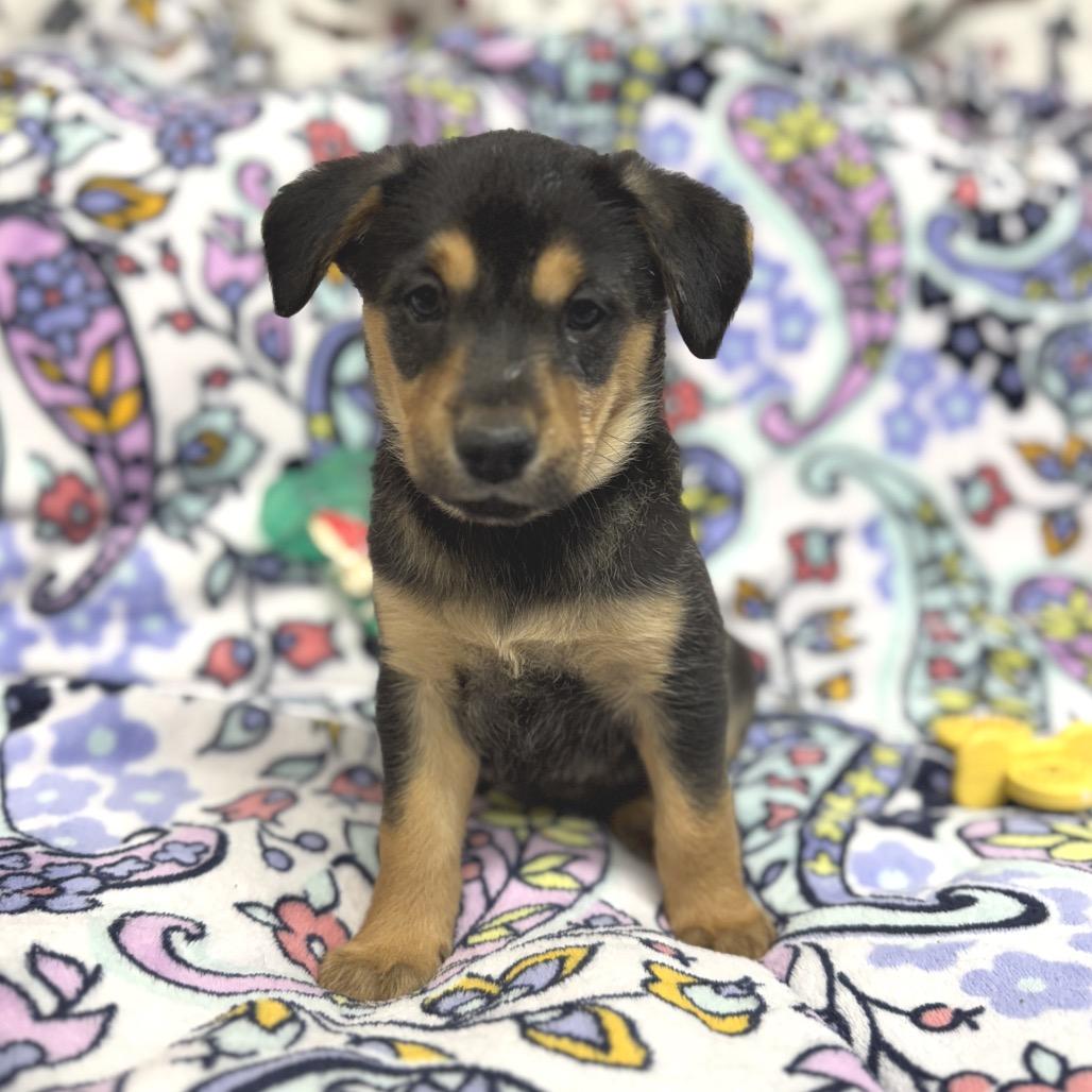 Enlarge Aynsley, a Adoptable mixed breed in Pinson, TN image 2/6