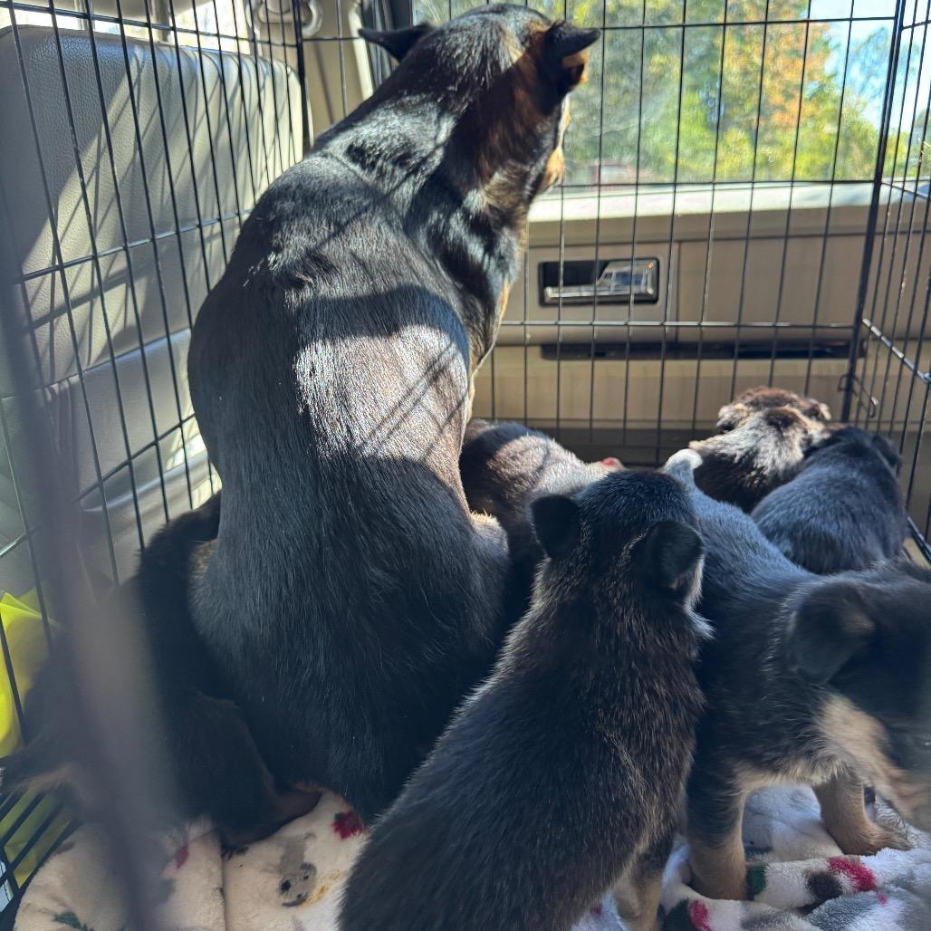 Enlarge Aynsley, a Adoptable mixed breed in Pinson, TN image 3/6