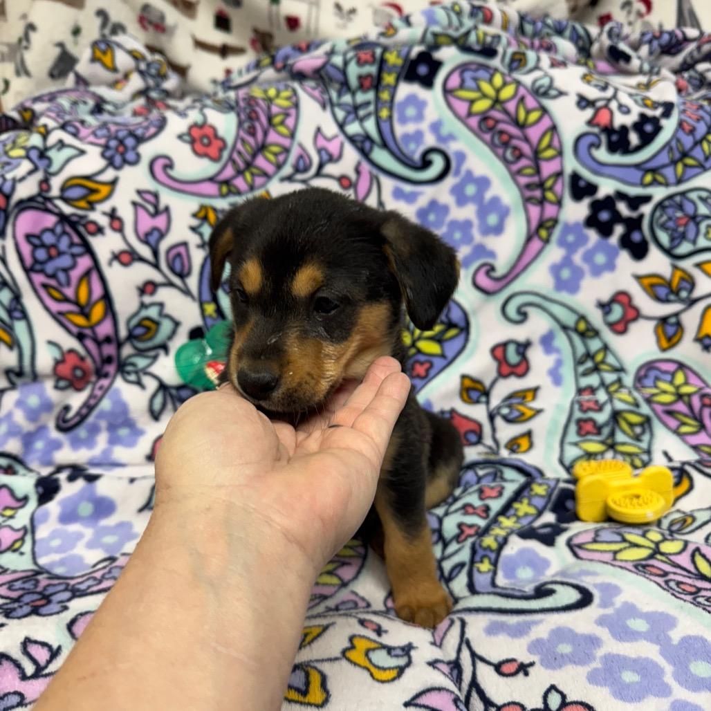 Enlarge Aynsley, a Adoptable mixed breed in Pinson, TN image 4/6