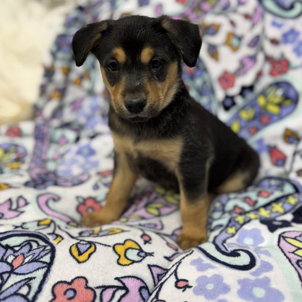 Enlarge Aynsley, a Adoptable mixed breed in Pinson, TN image 6/6