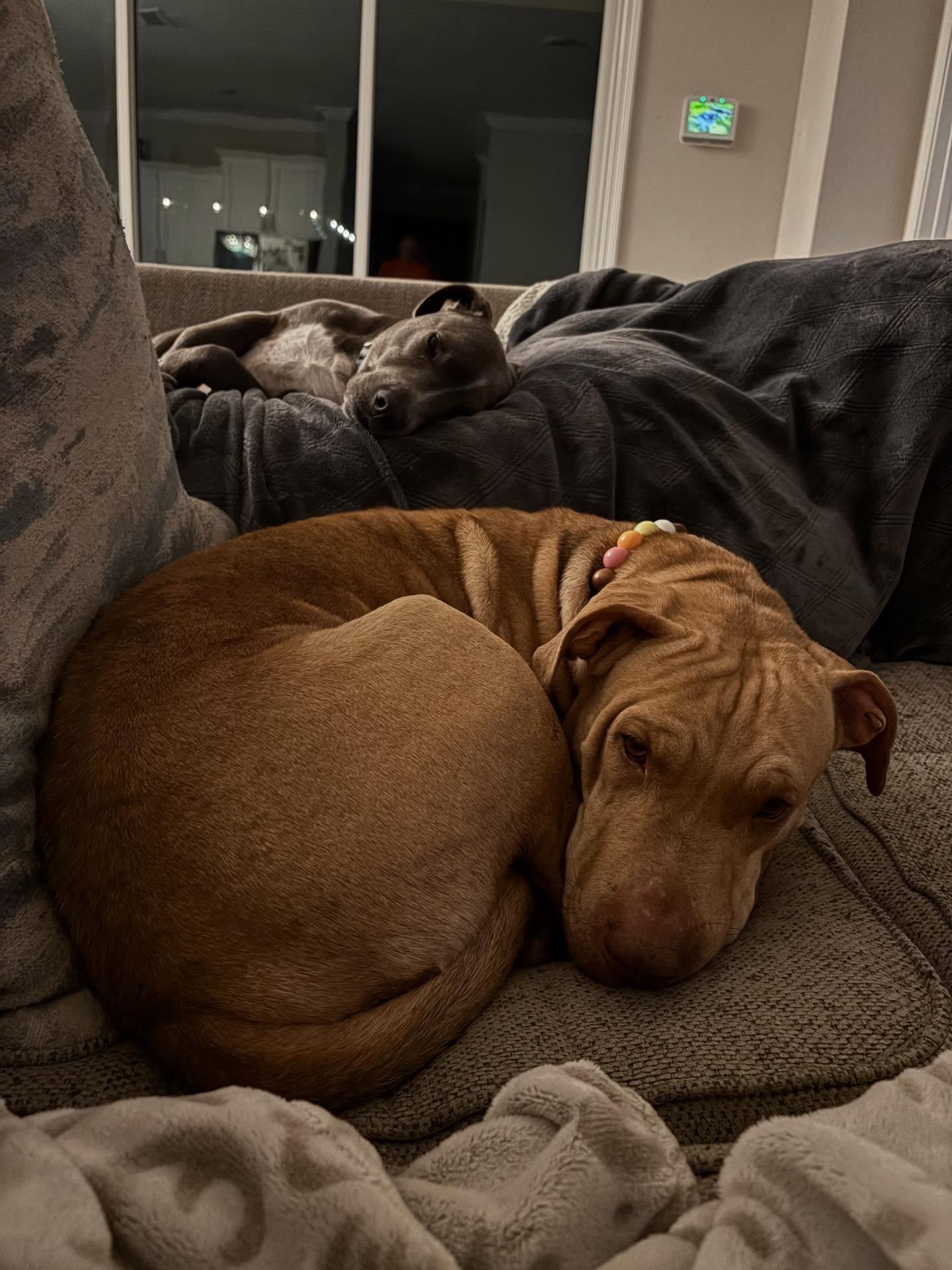 Bethany, a Adoptable mixed breed in Saint Augustine, FL image 1/3