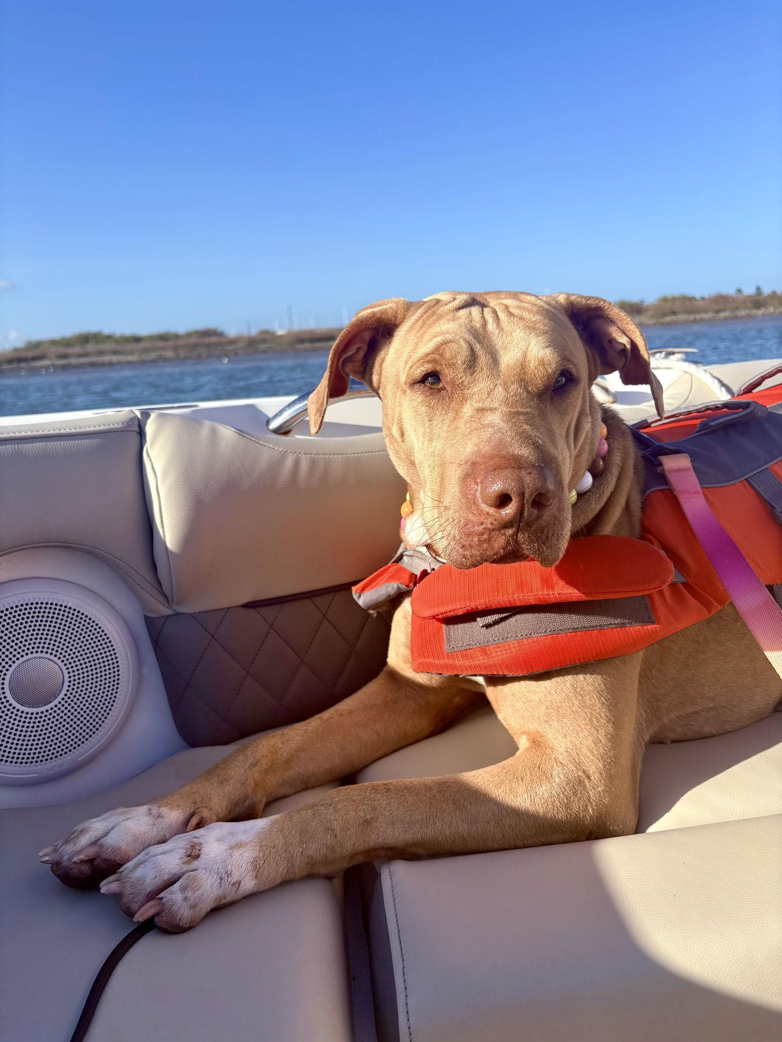 Bethany, a Adoptable mixed breed in Saint Augustine, FL image 2/3