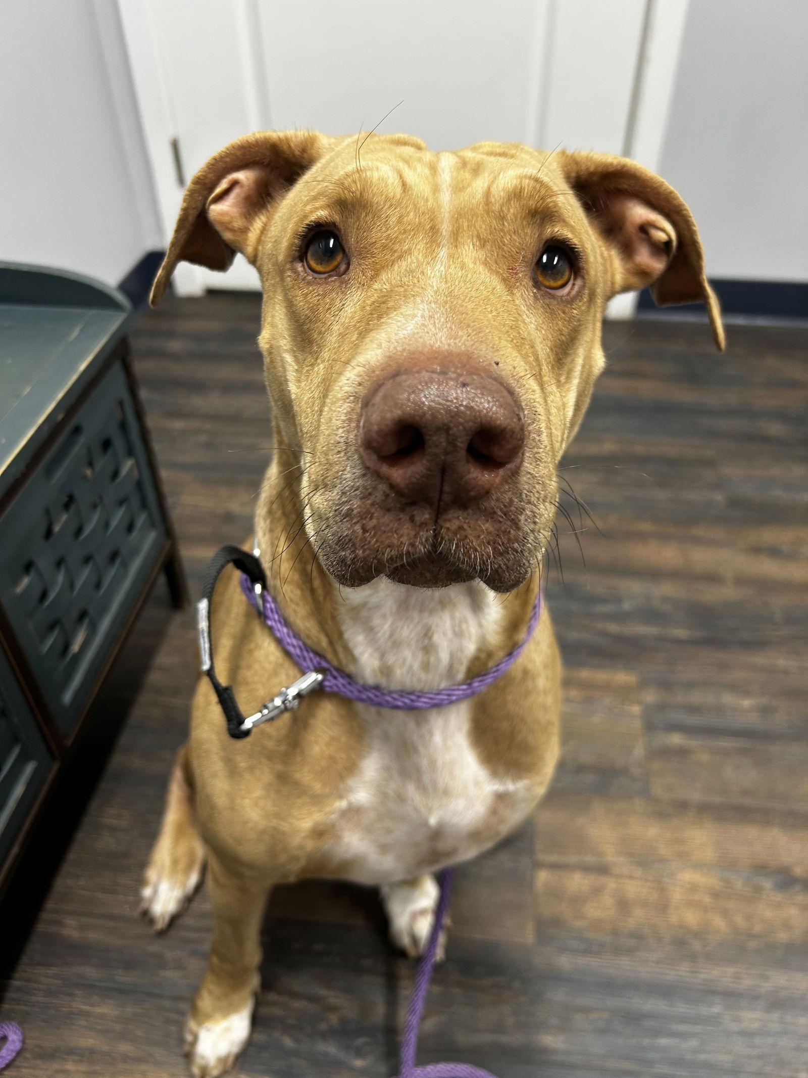 Bethany, Adoptable, Adult Female Mixed Breed.