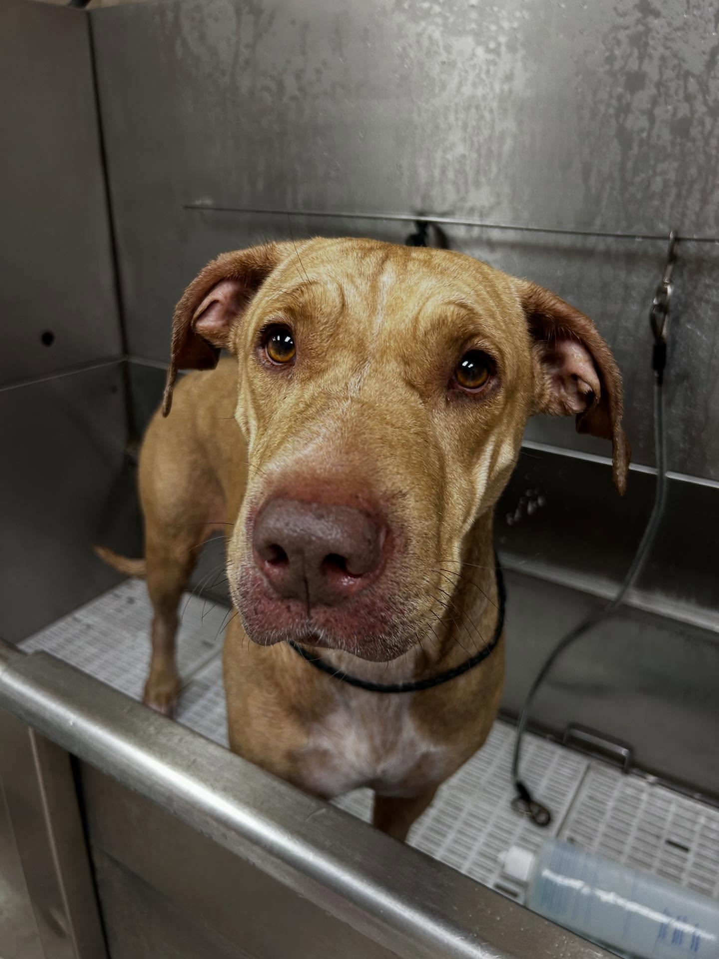 Bethany, a Adoptable Mixed Breed in Saint Augustine, FL image 2/3