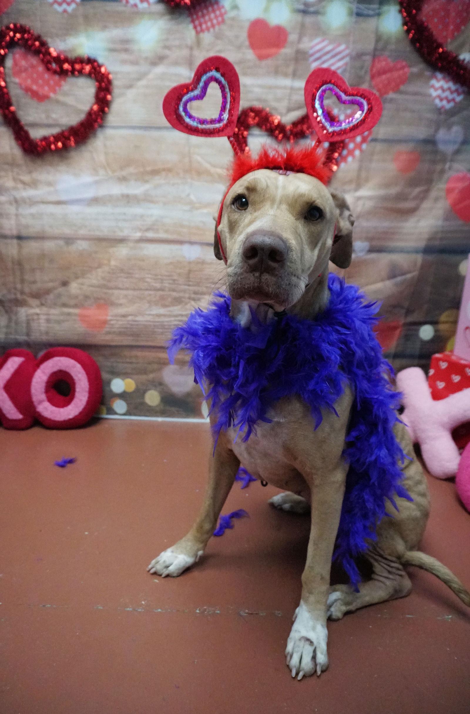 Bethany, a Adoptable Mixed Breed in Saint Augustine, FL image 3/3