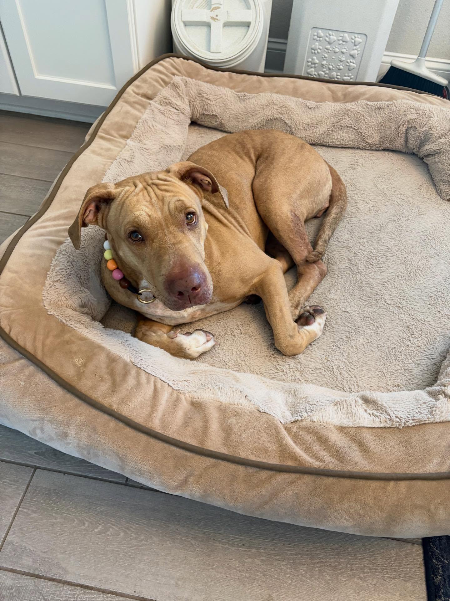 Bethany, a Adoptable mixed breed in Saint Augustine, FL image 3/3