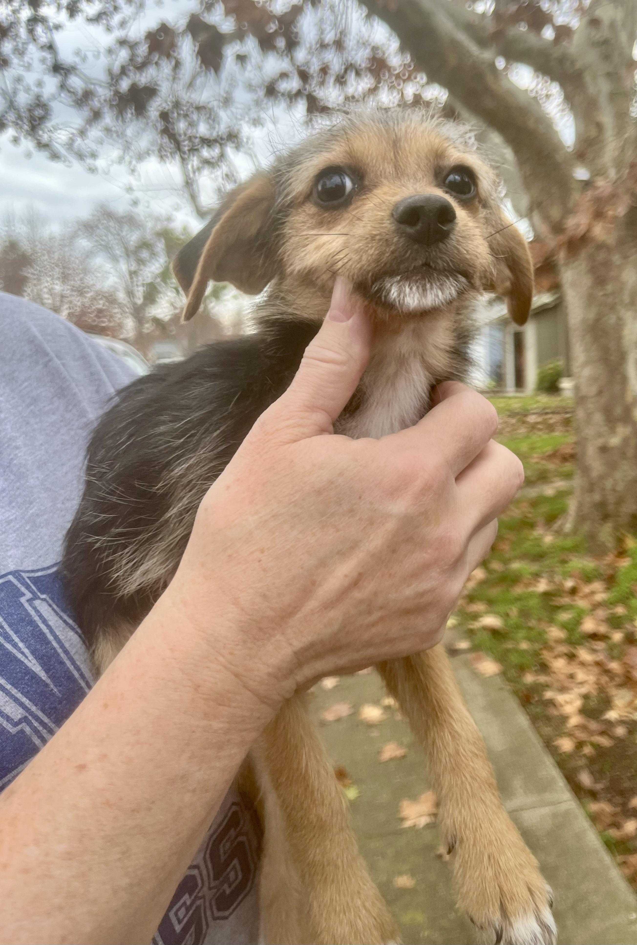 Enlarge Trixie, a ADOPTABLE mixed breed in Concord, CA image 3/6