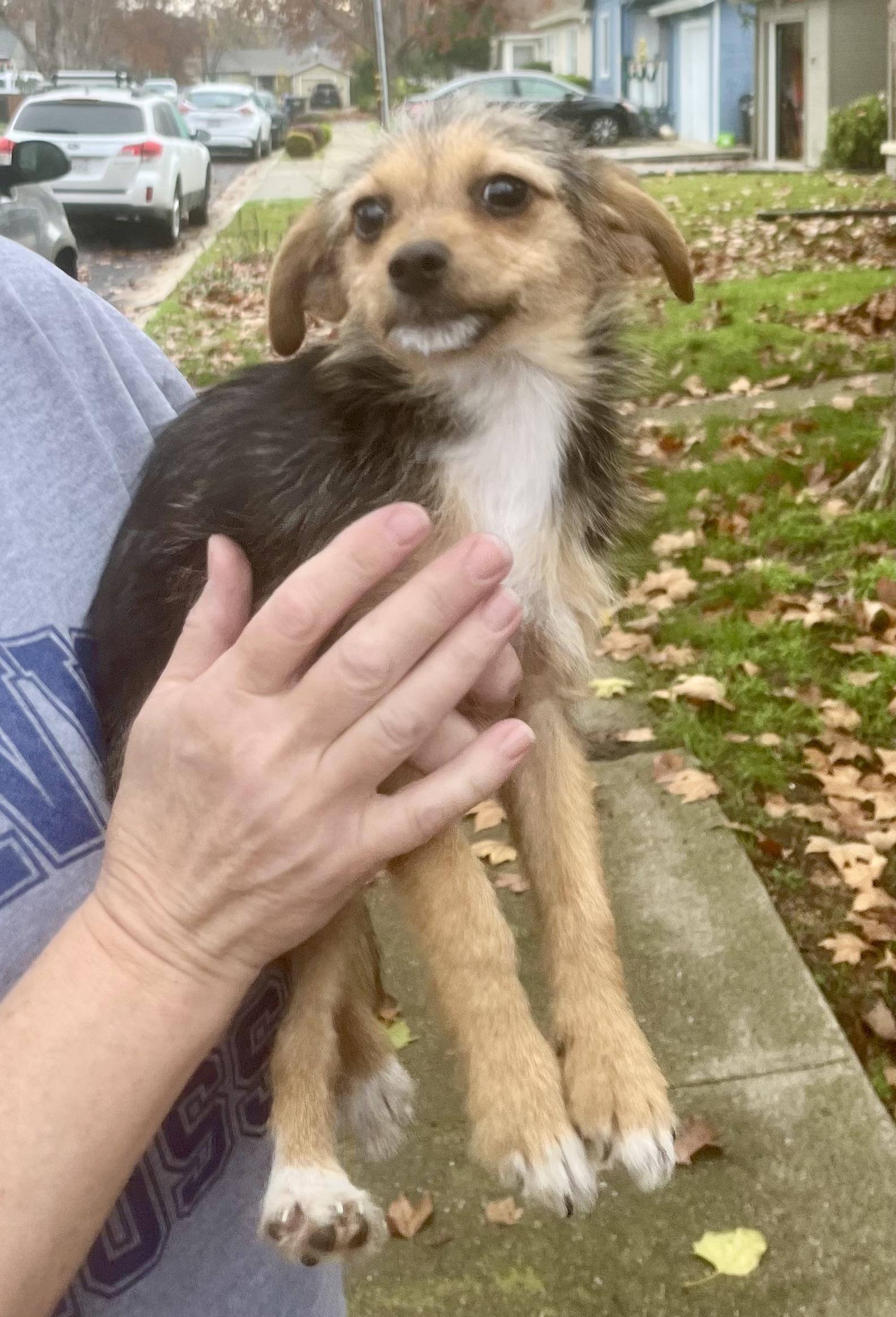 Enlarge Trixie, a ADOPTABLE mixed breed in Concord, CA image 2/6