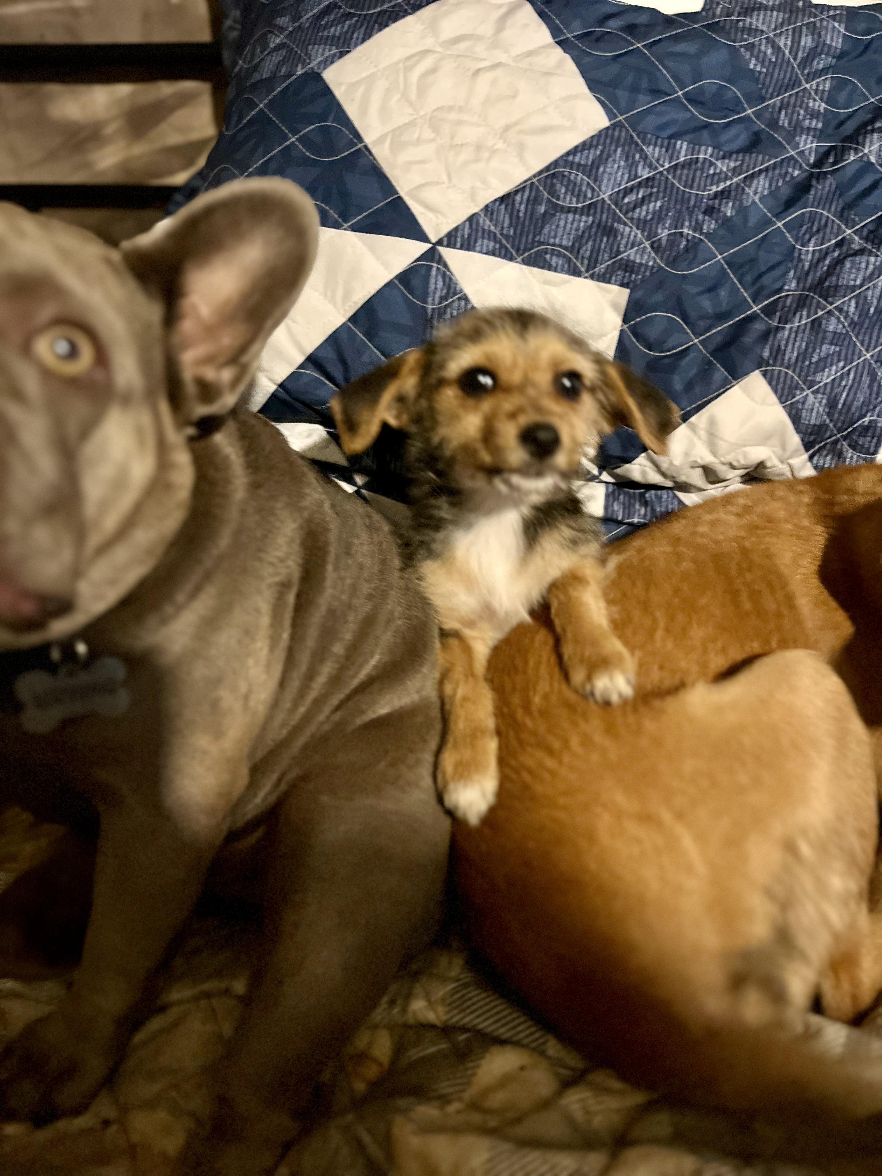 Enlarge Trixie, a ADOPTABLE mixed breed in Concord, CA image 5/6