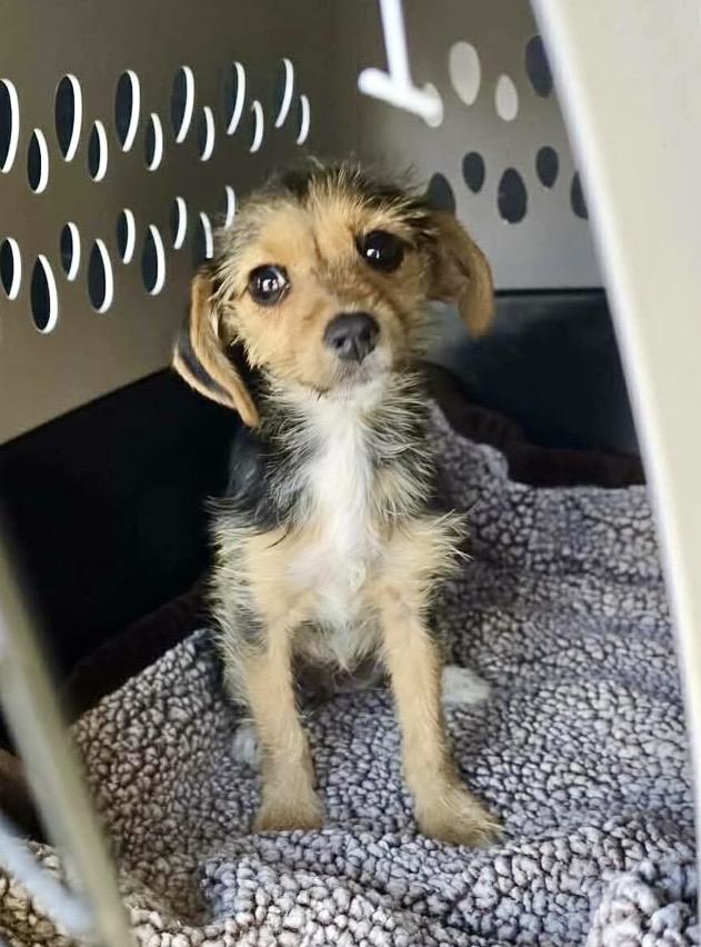 Enlarge Trixie, a ADOPTABLE mixed breed in Concord, CA image 6/6