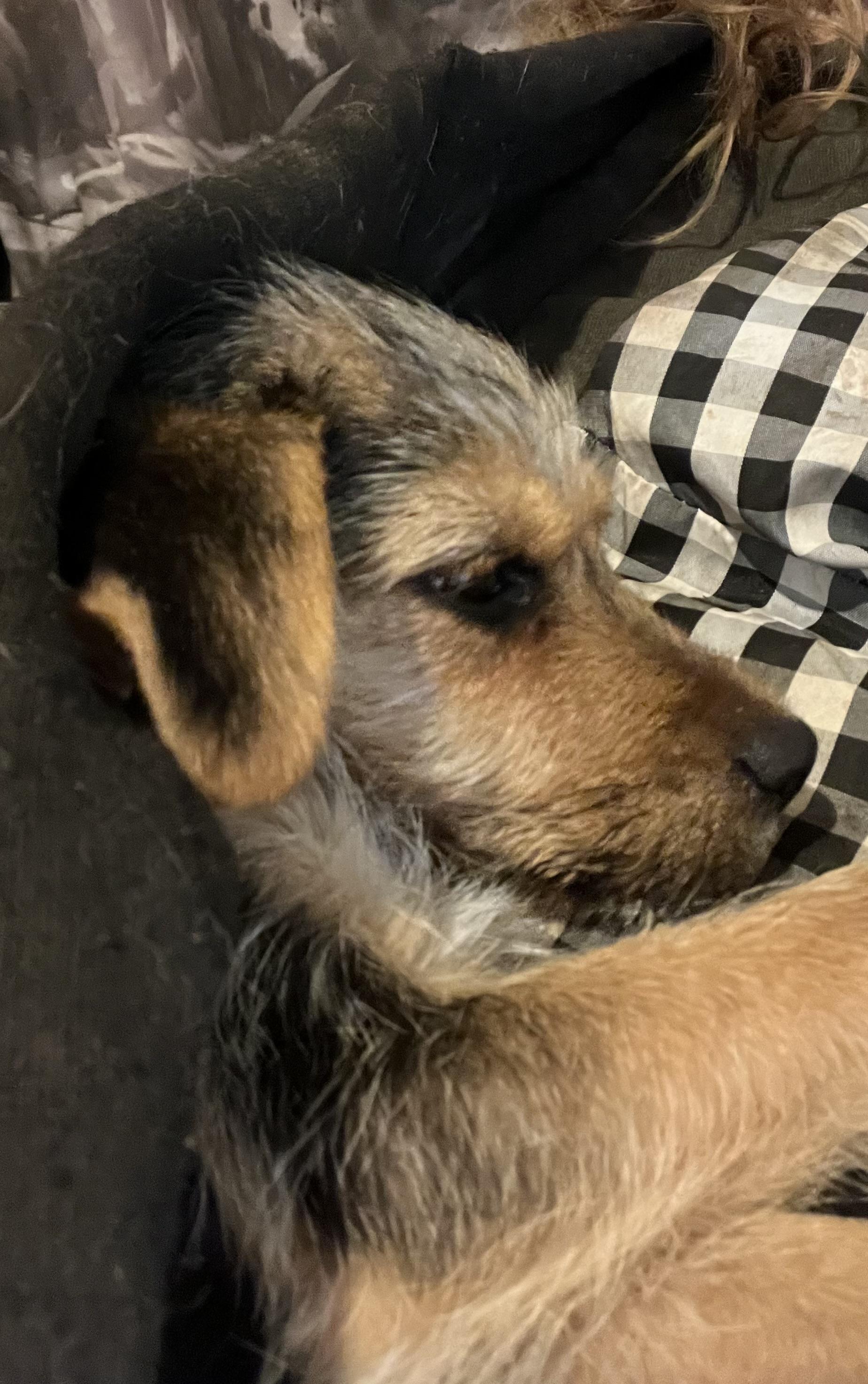 Enlarge Trixie, a ADOPTABLE mixed breed in Concord, CA image 1/6