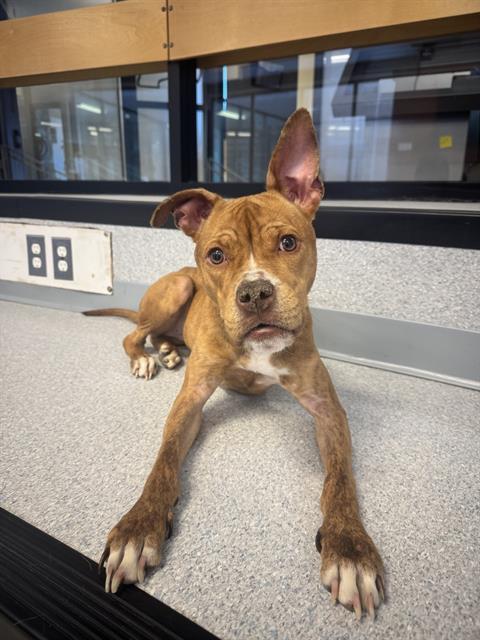 AVA, Adoptable, Young Female American Bulldog.