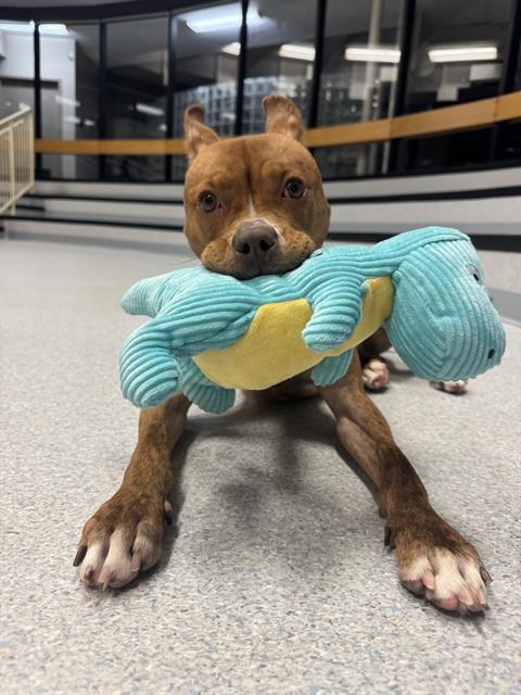 AVA, Adoptable, Young Female American Bulldog.