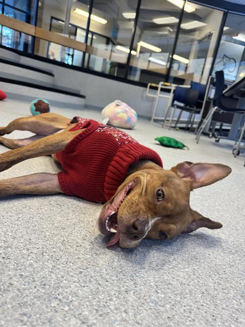 AVA, Adoptable, Young Female American Bulldog.