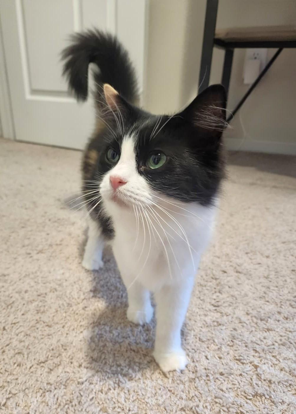 Snickers, Adoptable, Adult Female Ragdoll.