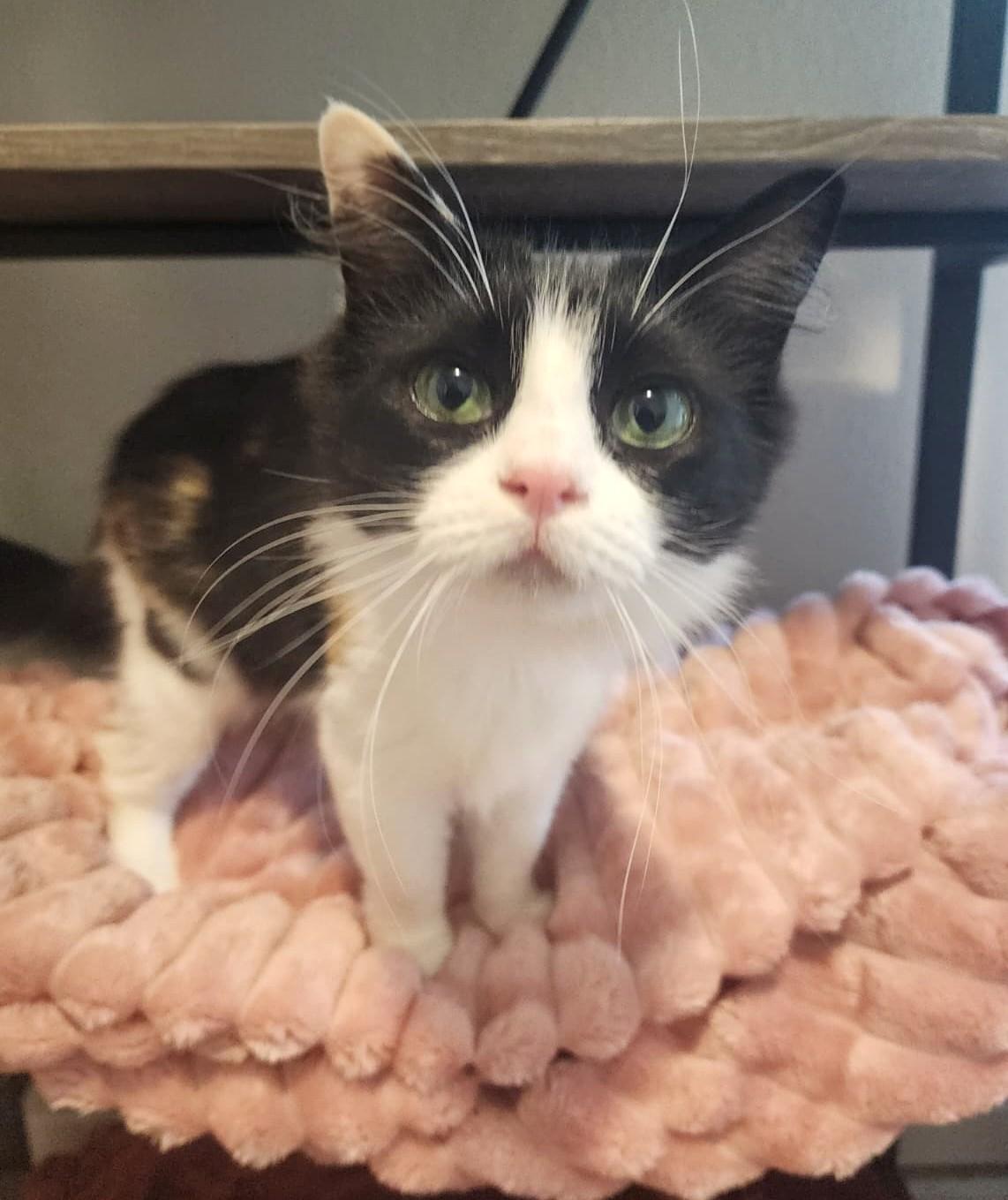 Snickers, a Adoptable Ragdoll in Bentonville, AR image 2/3