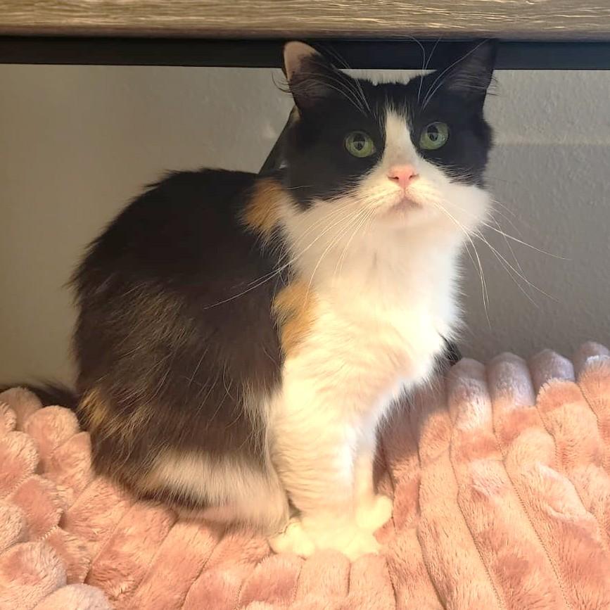 Snickers, a Adoptable Ragdoll in Bentonville, AR image 3/3