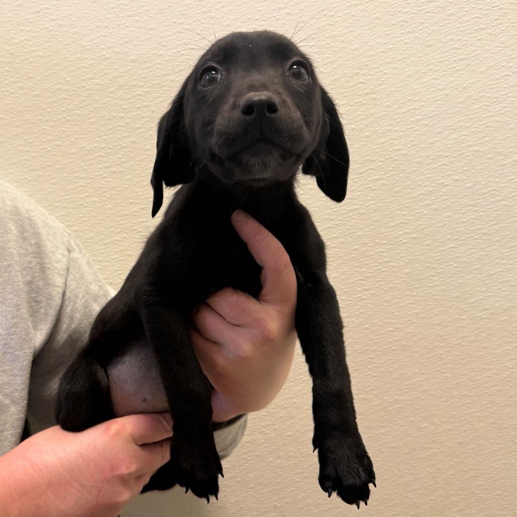 Holly (25-4F-3), Adoptable, Puppy Female Black Labrador Retriever & Hound.
